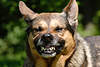 46582_ Schäferhund bedrohlich, zusammengedrückte scharfe Zähne Foto, Haustier wird böse