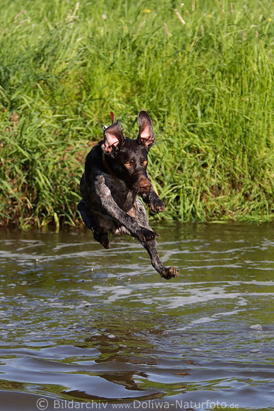 Jagdhund Flugbild Rde Jungtier Sprung Fotografie Vorstehhund Aktionportrait