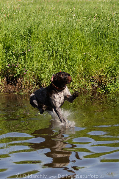 Drahthaar Rde Jagdhund Sprung Flugbild Wasserlandung Vorstehhund Jungtier Aktion-Fotografie
