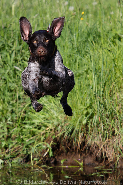 Fliegender Jagdhund Tierfoto Deutsch Drahthaar Flugbild vom Flussufer