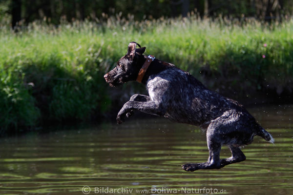 Jagdhund Flugbild schweben in Luft vier Pfoten ber Wasser Drahthaar Aktion-Tierfoto