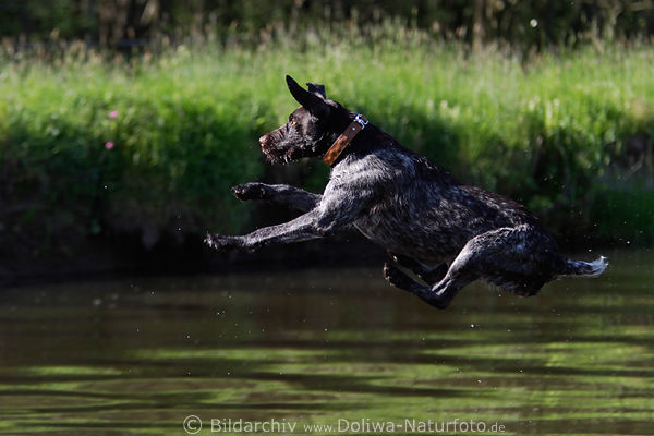 Jagdhund Drahthaar Flugbild ber Wasser Rde effektvoller Sprung Tierfoto schwebend in Luft
