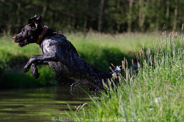 Jagdhund Absprung-Dynamik Bild vom Flussufer ins Wasser Drahthaar Aktionfoto