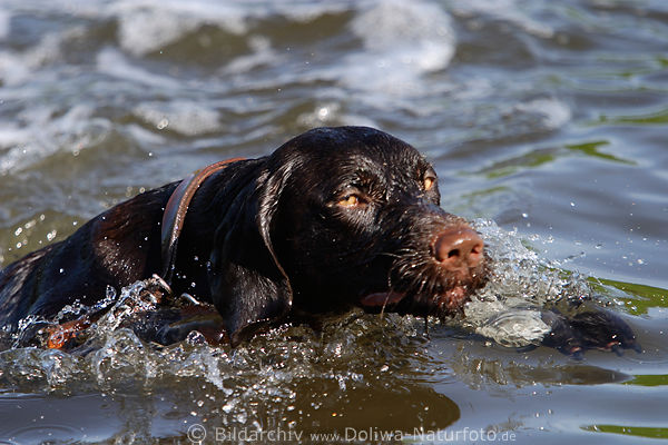 Schwimmender Jagdhund Drahthaar Rde