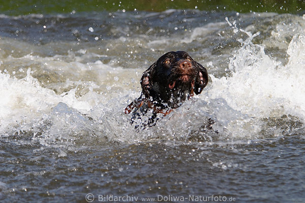 Jagdhund in Wassergischt schwimmen