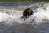 701728_ Jagdhund braun Drahthaar Bild in Wassergischt baden schwimmen um Stock zu suchen