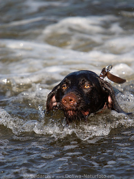 Drahthaar Kopfbild schwimmen in Wasser Jagdhund niedliche Schnauze