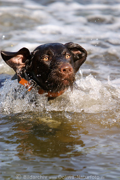 Schwimmender Hund lustiges Klappohr in Wasser