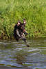 701753_ Jagdhund Flug in Bild, Hund Hunderasse Deutsch Drahthaar beim Wassersprung vom Flussufer in Fotografie
