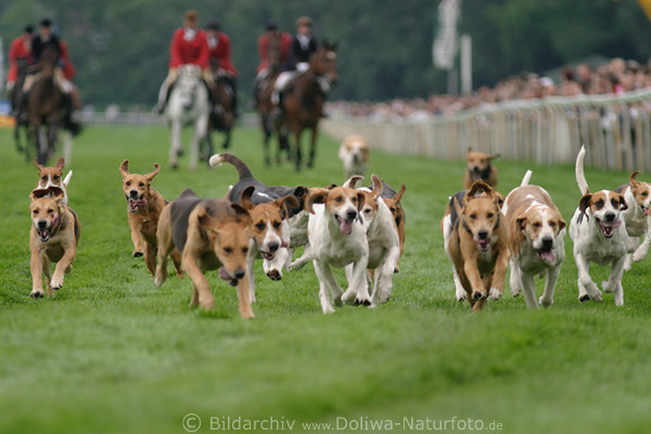 Jagd-Treibhunde in Wettlauf auf Galopprennbahn rennend auf Rasen