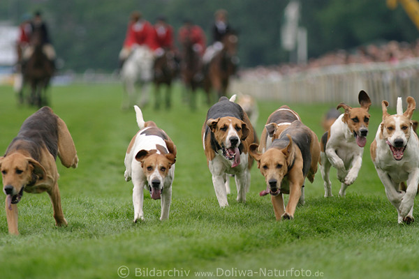 Jagd Treibhunde Wettlauf auf Rennbahn im Lauf vor Reiter auf Pferd