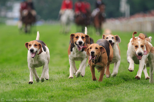 Jagdhunde Wettlauf auf Rennbahn Treibjagd rasend