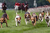 44116_Jagd Treibhunde Wettlauf auf Rennbahn im Lauf vor Reiter auf Pferd