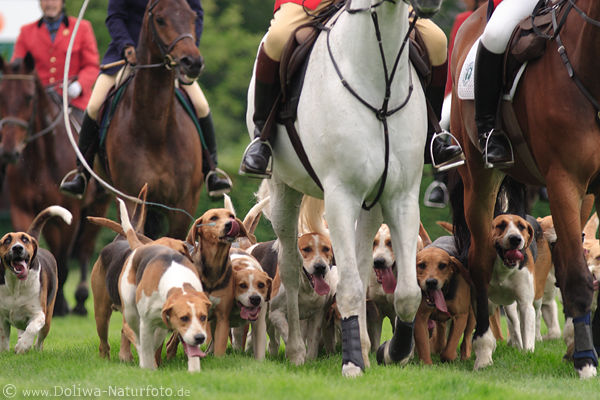 Treibhunde Lauf hinter Pferden Treibjagd