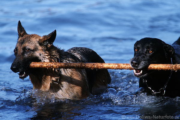 Zwei Hunde mit Stock in Wasser laufen Paar Schferhunde Foto Apportieren