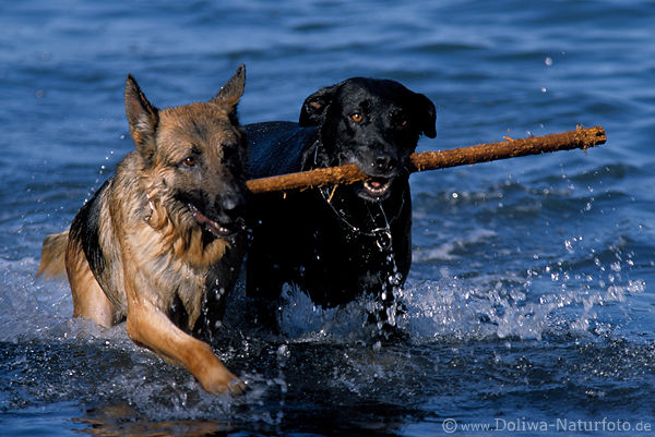 Hundepaar laufen in Wasser mit Stock apportieren