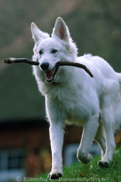 Weier Schferhund Rde Haustier Bild im Lauf mit Stock apportieren