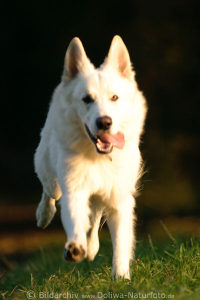 Weisser Schferhund Lauffoto, frontal Bild in Abendlicht Bewegung Tempo rasend ber Grngras