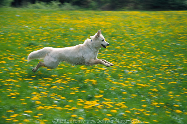 Schferhund Sprung-Flug ber Blumenwiese gelb blhende Lwenzahn-Blten