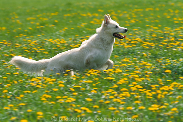Weisser Hund Lauf Foto in Frhlingsblte Sprung Bewegung in Wiese Bltezeit