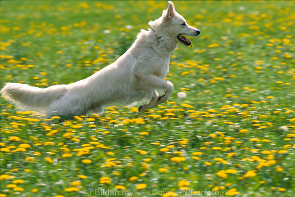 Schferhund Sprung in Frhlingswiese Lauf Bewegung in gelbblhende Blumen