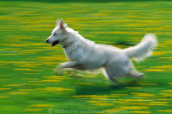 Weisser Hund Lauf Bewegung auf Wiese Aktion gelb-grn Frhlingswiese