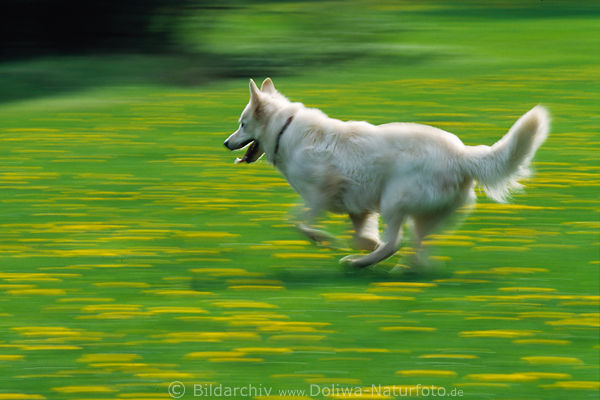 Schferhund Lauf Bewegung rasen ber verwischte Wiesenblume