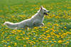3504_Weiss Hund im Lauf & Sprung auf Blütenwiese