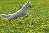 3505_Hund im Sprung auf Blütenwiese, Berger de Swisse, Swiss Shepherd photo