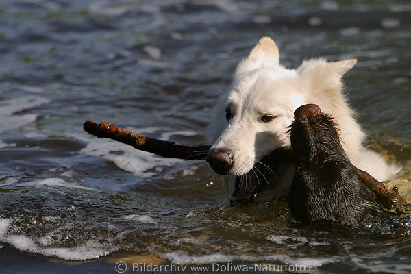 Hunde-Duell in Wasser ringen um Stock