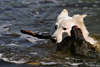 Hunde-Duell in Wasser ringen um Stock Kpfe Bild Schferhund gen Jagdhund