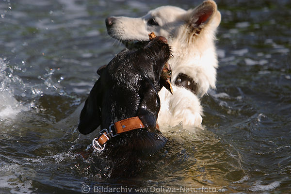 Hunderingen in Wasser um Stock kmpfen