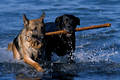 Hundepaar laufen in Wasser mit Stock apportieren