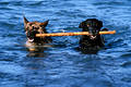 2162_Zwei Hunde schwimmen am Stock in Wasser, Paar Schäferhunde Tierfoto