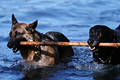 2164_Zwei Hunde mit Stock in Wasser laufen Paar Schäferhunde Foto Apportieren Bild