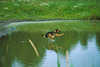 307103_Schäferhund läuft über Wasser Seefläche Bild, Teich Sprung Flug Lauf Bewegung Tierfoto