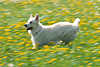3510_Hund rennend auf verwischter blühenderWiese