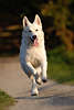 D30081_Weisser Schäferhund Galopp Lauf Foto auf einem Bein stehen, laufen, Gehweg fröhlich rasend 3x