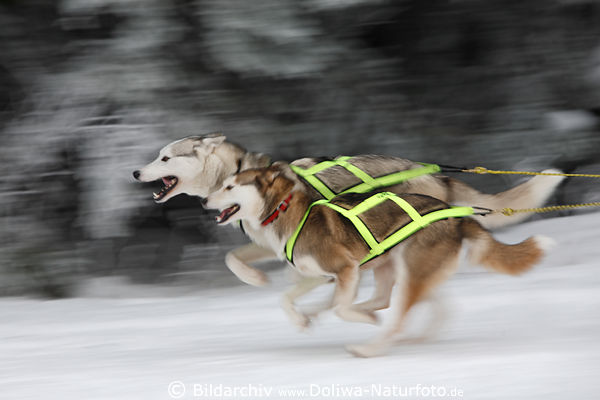 Schlittenhunde Kopf an Kopf Temporennen rasende Aktion Winterfoto Siberian Huskies Hundepaar
