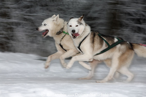 Schlittenhunde Renngespann Laufbewegung Blick in Kamera dynamisches Portrt