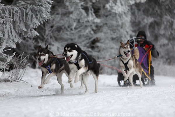 Schlittenhunde Husky Vierer Kopf an Kopf Hunderennen Foto im Schnee am weissen Waldrand