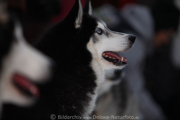 Doppelschnauzen schwarzer Husky mit weissem Maul Foto, Schlittenhunde seitliches Kopfportrt