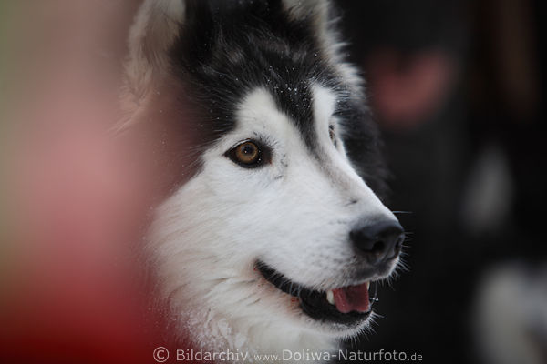 Husky rassiger Schlittenhund Kopffoto hbsche Schnauze Tierportrt nach Hundeschlittenrennen