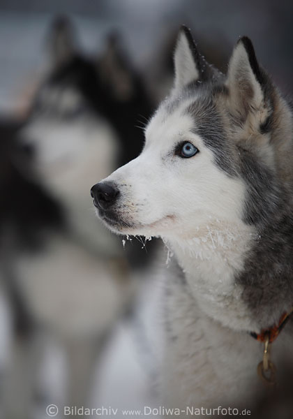 Husky rassige Schlittenhunde Doppelportrt Schnling hbsche Schnauze Weissmaul hellgrau Fell Tierfoto