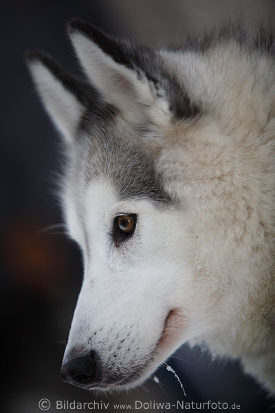 Husky Tierschnling Schnauzeportrt Schlittenhund Auge hellgrau Fell, hbscher Rassehund weisses Maul Tierfoto