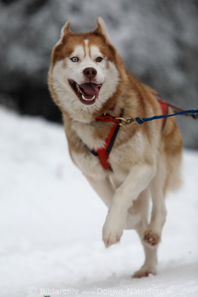 Rot-weisser Husky Schlittenhund Laufbild hochstehend auf Pfote frhliches Hunderennen auf Schnee