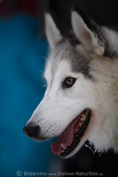 Husky Tierliebling lachende hbsche Fresse im Tierkopfportrt Schlittenhund helle Schnauze nach Hundeschlittenrennen