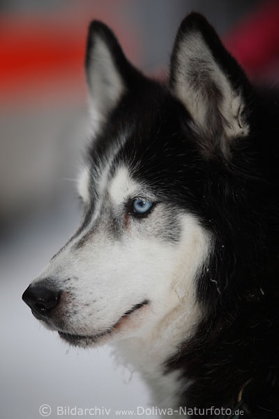 Husky Blauaugen niedliche Schnauze
