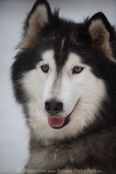 Alaskan Malamute Tierliebling rassiger Schlittenhund braun-schwarz Fell weie niedliche Schnauze Braunaugen