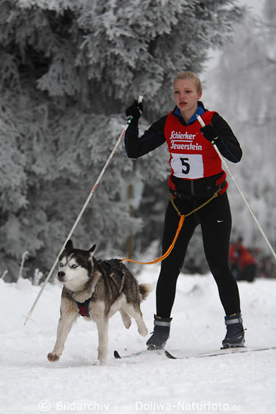 Skiluferin gezogen durch Huskyhund im Schierker Feuerstein Hundeskirennen Winterfoto in Benneckenstein auf Schnee